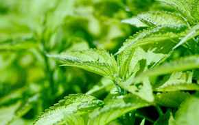 仙台ユースが愛媛FCU18破り、史上初のプレミアL昇格 高円宮杯JFAU18プレミアリーグPO